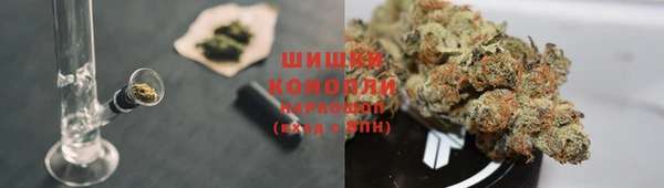 трава Карпинск